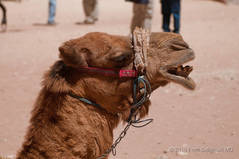 20100412_124953 D300.jpg - Camel, Petra, Jordan